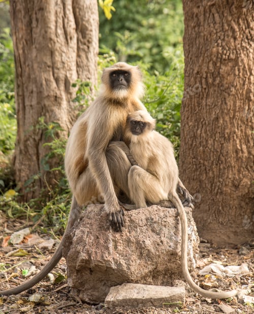 Preview: Gray langur monkeys in rural India.
