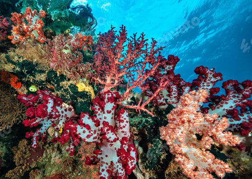 Preview: A Beautiful and Magical Indonesia underwater pictures