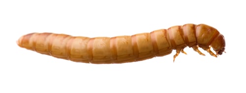 Preview: Larva of Mealworm - Tenebrio molitor