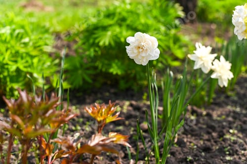Preview: Garden filled with blooming daffodils and fresh foliage in early spring light.