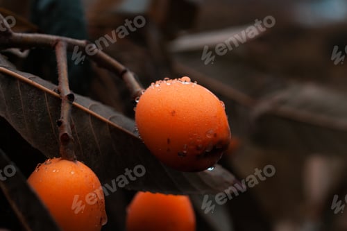 Preview: Droplets of water on the medlar fruit and leaf. Nature background for your design