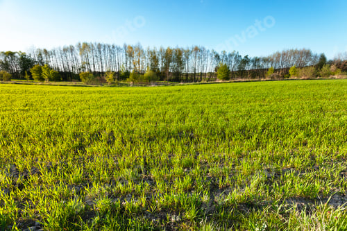 Preview: Green field with trees and blue sky