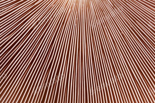 Preview: line texture