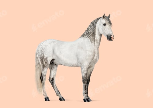 Preview: Andalusian horse stallion standing on peach background