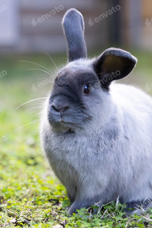 Preview: A Lop Rabbit Outside in Long Grass