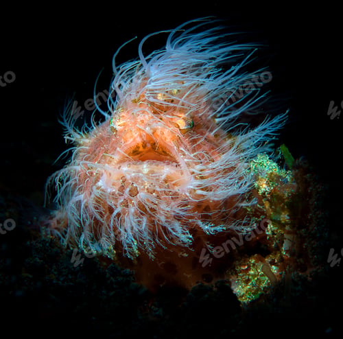 Preview: Closeup of Harry Frogfish in dark background