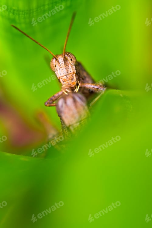 Preview: Grasshopper, Costa Rica