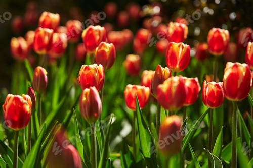 Preview: beautiful red with orange tulips in the garden in the sun. beautiful spring background