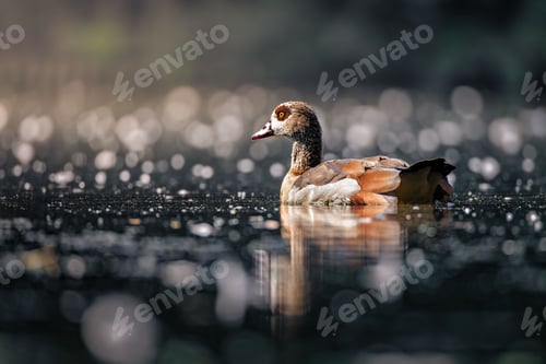 Preview: Egyptian goose swimming on a calm lake with a bokeh background.