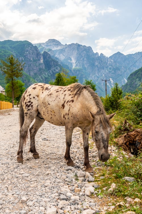 Preview: A horse on the trail in the valley of Theth national park, Albania. Albanian Alps