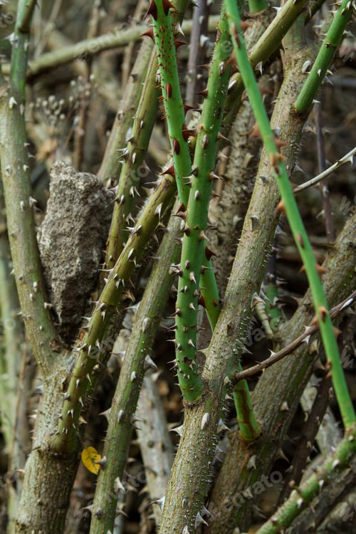 Preview: Closeup of thorns of rose. Macro.