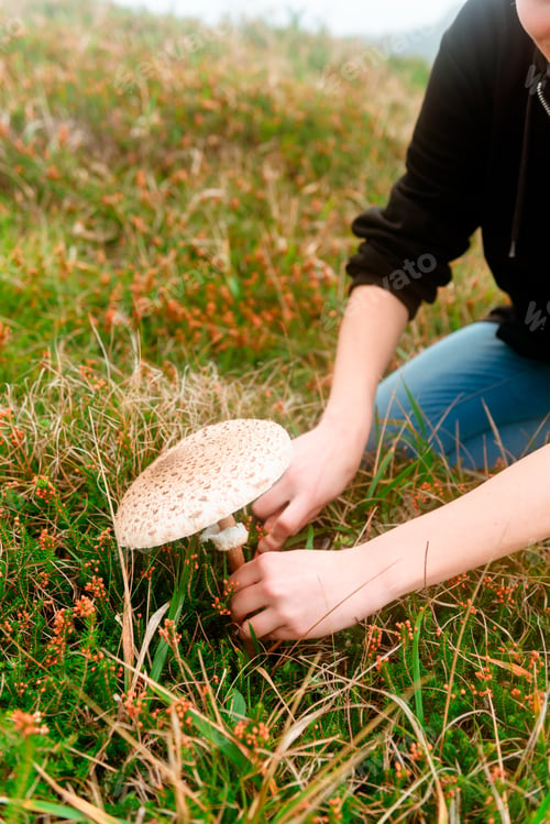 Preview: An unrecognizable person cuts a macrolepiota mushroom