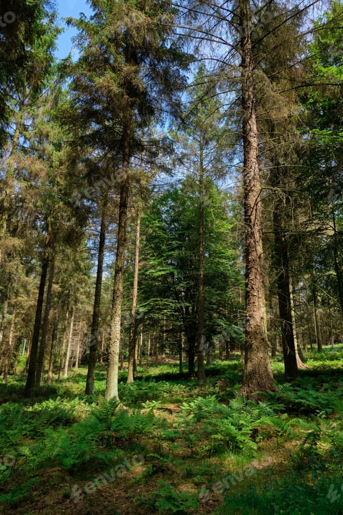 Preview: Forest with fern leaves and pine trees