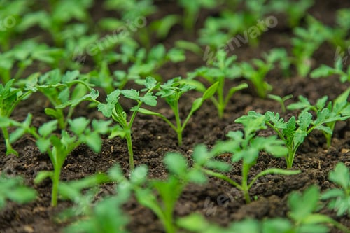 Preview: Tomato seedlings in a greenhouse. Selective focus.