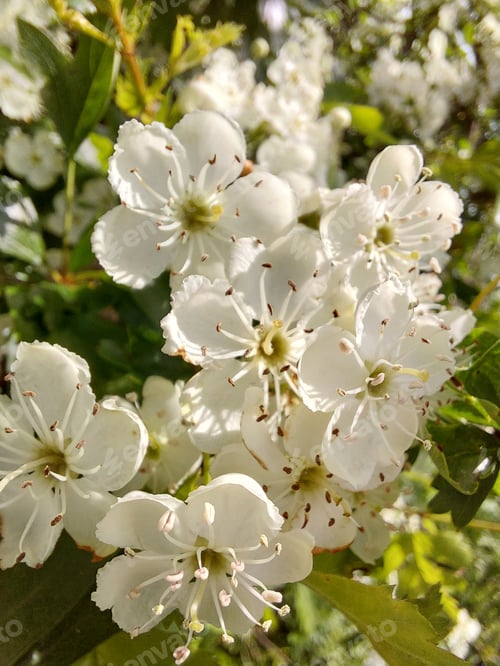 Preview: hawthorn blossoms close up in spring sunshine