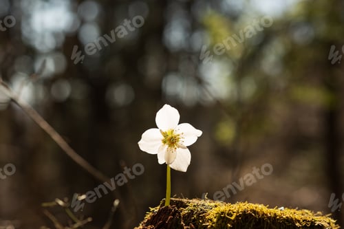 Preview: Beautiful hellebore flower