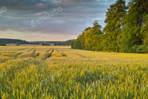 Preview: Springtime in the countryside. Farmland in springtime - Jutland, Denmark.