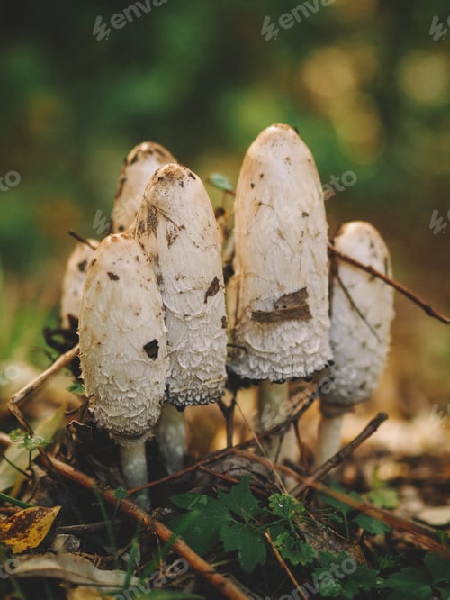 Preview: Yellow toadstools in the grass. Mushrooms in the grass. Macro