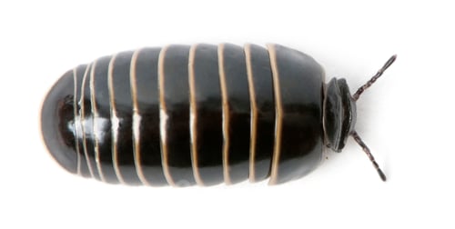 Preview: Glomeris marginata. Is a common European species of pill millipede