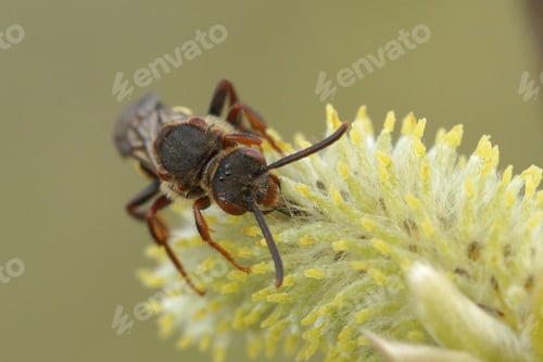Preview: Closeup of a female Early Nomad bee, Nomada leucophthalma