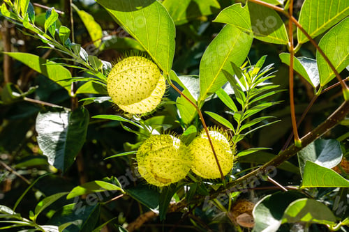 Preview: Gomphocarpus physocarpus