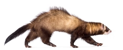 Preview: Side view of Ferret, 7 months old, walking against white background