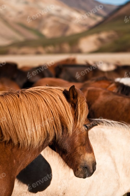 Preview: group of horses in the mountains