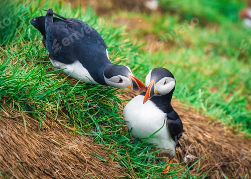 Preview: Couple Atlantic Puffin courting on green grass by nest during breeding season in summer at Iceland