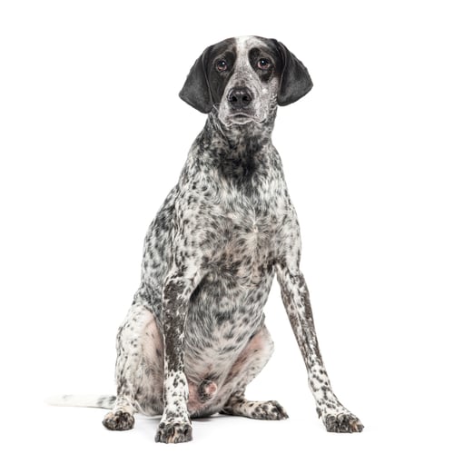 Preview: Sitting Braque d'auvergne dog, Isolated on white