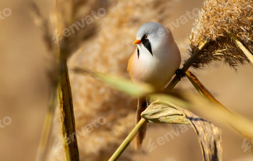 Preview: Bearded tit, panurus biarmicus. A male bird sits in a reed. He has a wonderful mustache