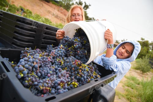 Preview: Woman and Girl Harvesting Fresh Grapes in Vineyard