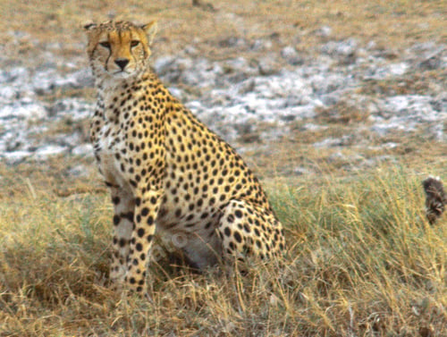 Preview: A Beautiful wildlife in the World