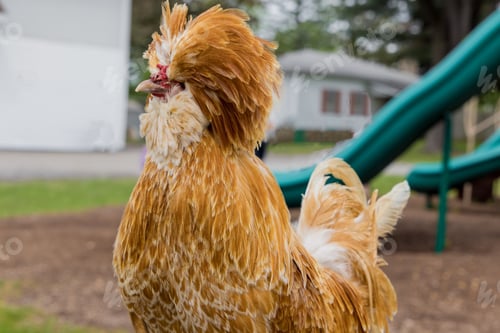 Preview: Portrait of a polish chicken with long peak.