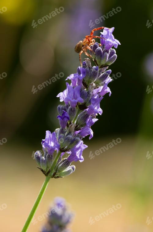 Preview: Crab spider on flower