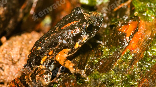 Preview: Tropical Frog, Amazonia