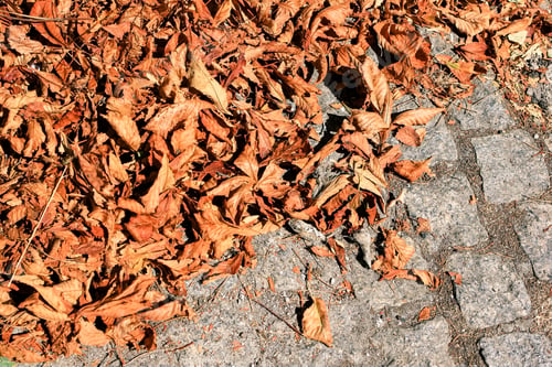 Preview: Dry foliage on Sidewalk, pavement paved with old natural stone. Pattern, background. N