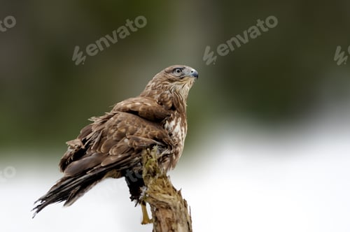 Preview: Hawk sitting on the spruce branch in winter time