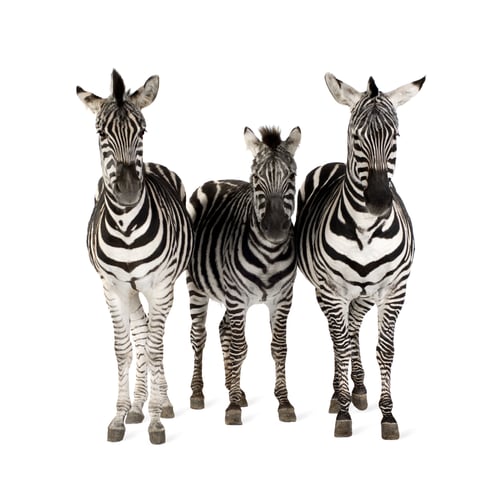 Preview: Zebra