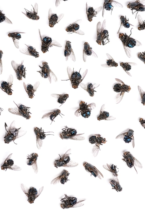 Preview: Close-up of a group of dead flies, isolated on white