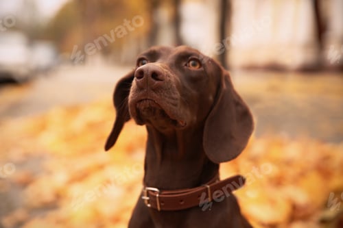 Preview: Cute German Shorthaired Pointer in park on autumn day