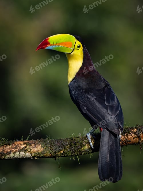 Preview: A Toucan in Costa Rica