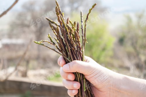 Preview: Wild asparagus in hand