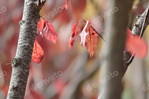 Preview: Autumn Leaves on Bare Tree Branches