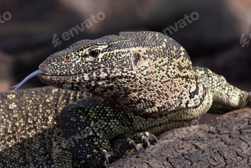 Preview: Monitor Lizard