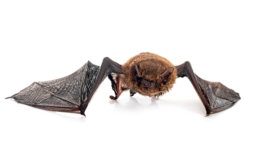 Preview: Pipistrellus pipistrellus in studio