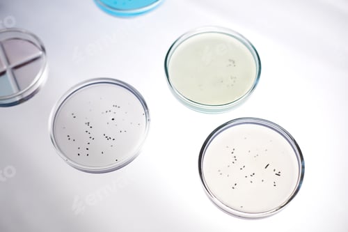 Preview: Three Petri Dishes with Bacteria in Liquid on Light Table in Laboratory