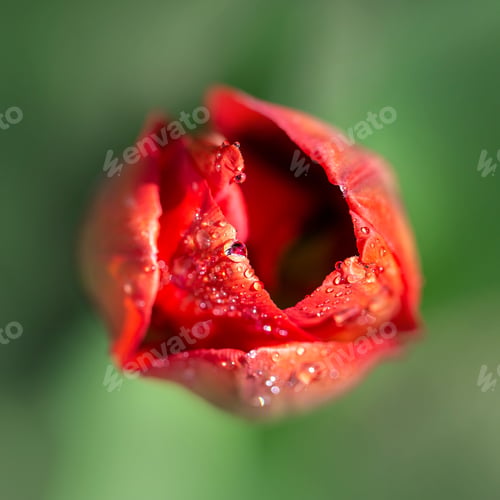 Preview: Red tulip