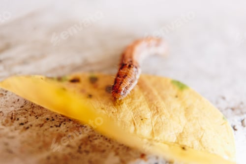 Preview: macro shot of a little orange caterpillar