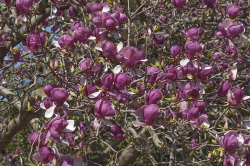 Preview: Grace Mcdade Saucer Magnolia (Magnolia X Soulangeana Grace Mcdade)