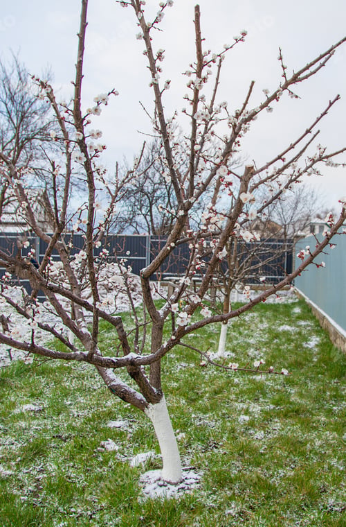 Preview: Trees bloom snow spring. Selective focus.